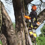 Nous offrons des services personnalisés pour chaque situation, qu'il s'agisse de réduire la taille d'un arbre, d'éclaircir un couvert dense ou d'éliminer un arbre dangereux.