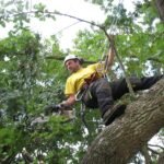 Nous offrons des services personnalisés pour chaque situation, qu'il s'agisse de réduire la taille d'un arbre, d'éclaircir un couvert dense ou d'éliminer un arbre dangereux.