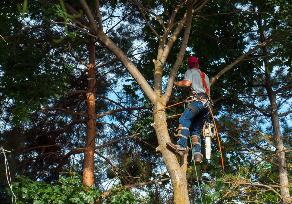 Nous offrons des services personnalisés pour chaque situation, qu'il s'agisse de réduire la taille d'un arbre, d'éclaircir un couvert dense ou d'éliminer un arbre dangereux.