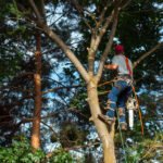 Nous offrons des services personnalisés pour chaque situation, qu'il s'agisse de réduire la taille d'un arbre, d'éclaircir un couvert dense ou d'éliminer un arbre dangereux.