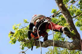 Nous offrons des services personnalisés pour chaque situation, qu'il s'agisse de réduire la taille d'un arbre, d'éclaircir un couvert dense ou d'éliminer un arbre dangereux.